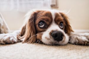 Responsible Dog Ownership Act “Not There Yet” but Released Anyway