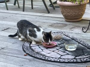 Establishing a Fund to Care For Community Cats